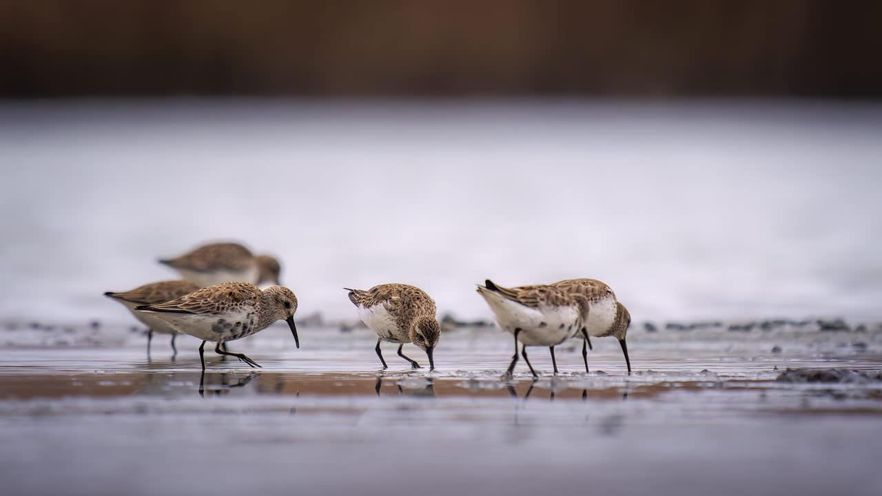 wattenmeer-vogel